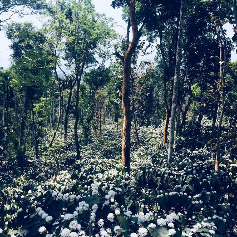 MeppādiPristine Hills别墅 外观 照片